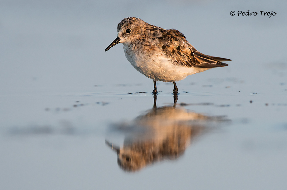 Correlimos menudo (Calidris minuta)